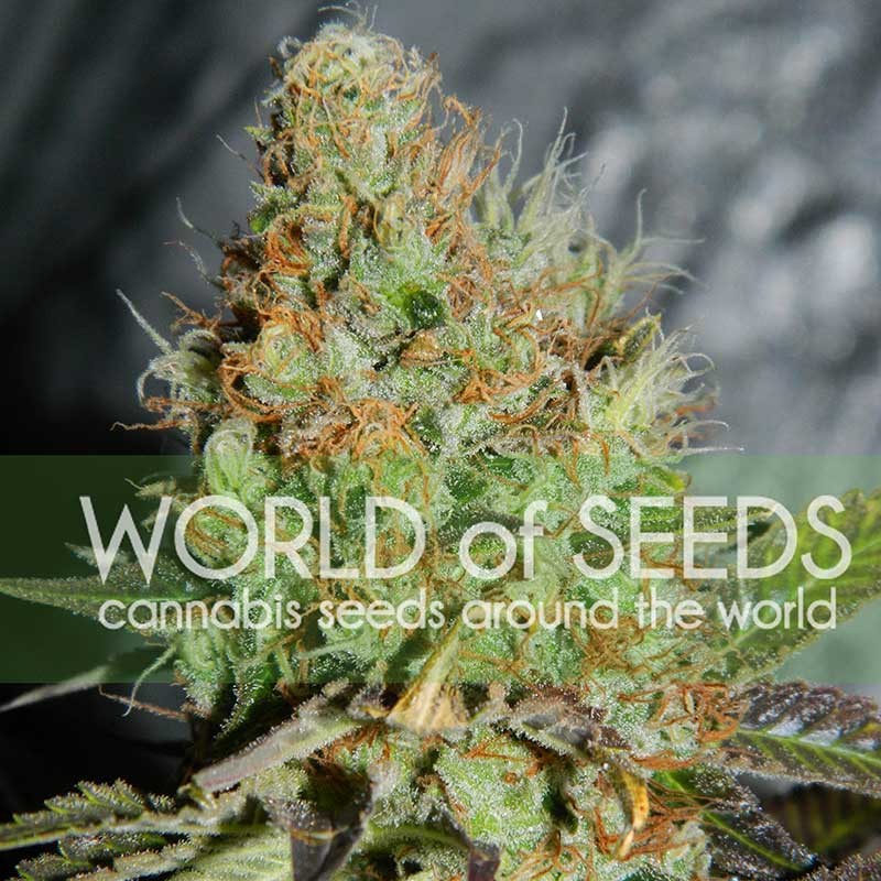 AFGHAN KUSH SPECIAL - Fot.Feminizada – Pack com 3 Unidades – World Of Seeds