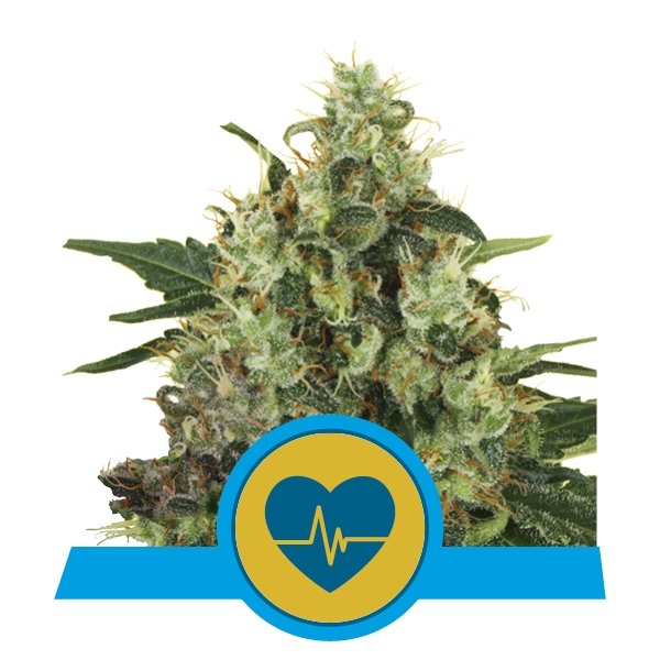 Medical Mass – CBD Fot.Feminizada – Pack com 3 UNIDADES – Royal Queen Seeds