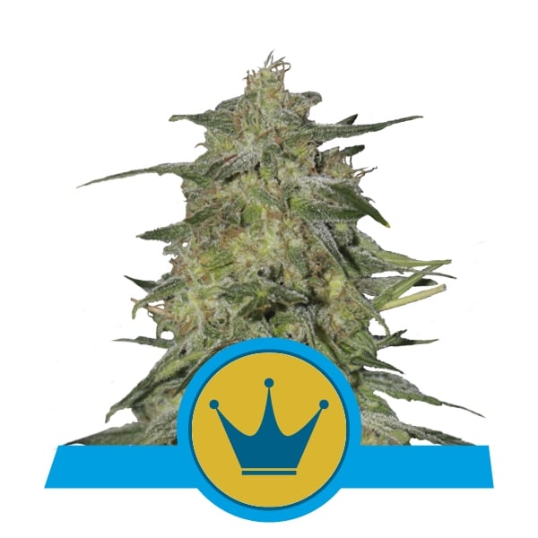 Royal Highness – CBD Fot.Feminizada – Pack com 3 UNIDADES – Royal Queen Seeds