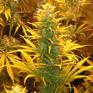 24K Gold × Chocolope