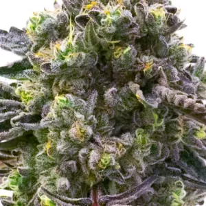 Blueberry Mazar Automática – Latitud Sur Seeds