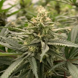 NICOLE KUSH - Fotoperíodo Feminizada  - LatitudSurSeeds