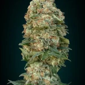CRITICAL WIDOW - Fotoperíodo Feminizada - LatitudSurSeeds