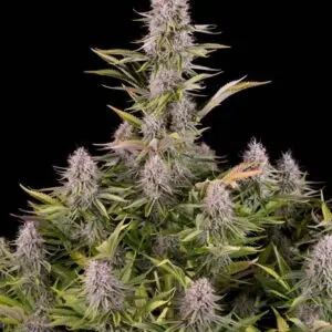WHIDAK 47- Fotoperíodo Feminizada - LatitudSurSeeds