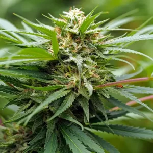 AMNESIA KUSH - Fotoperíodo Feminizada - LatitudSurSeeds