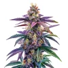 Blue Purple – Automática – Pack com 3 Unidades – Santa Semente