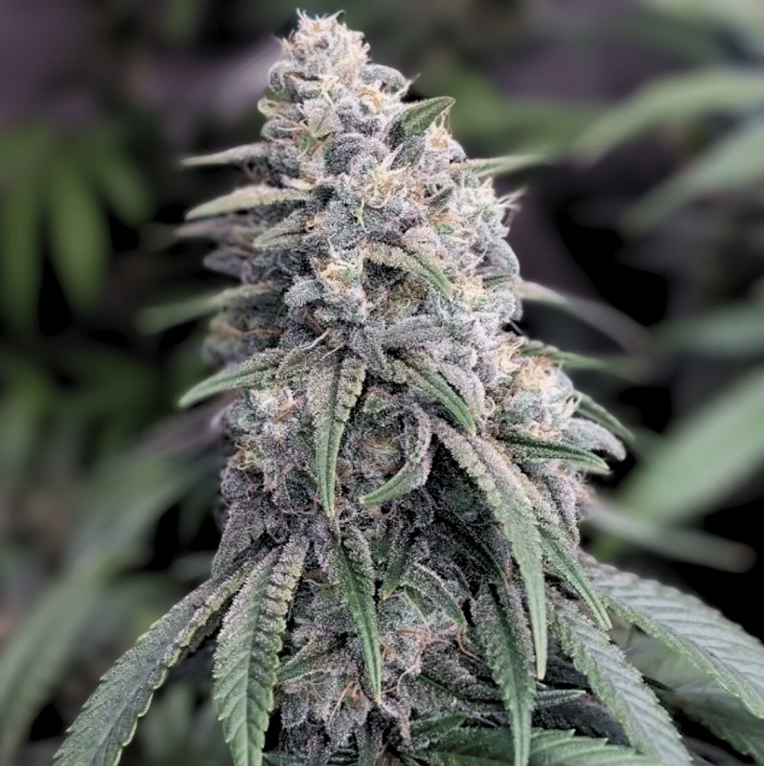 Bubba Kush - Imagem 3