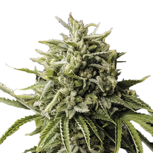 Bubba Kush - Imagem 2