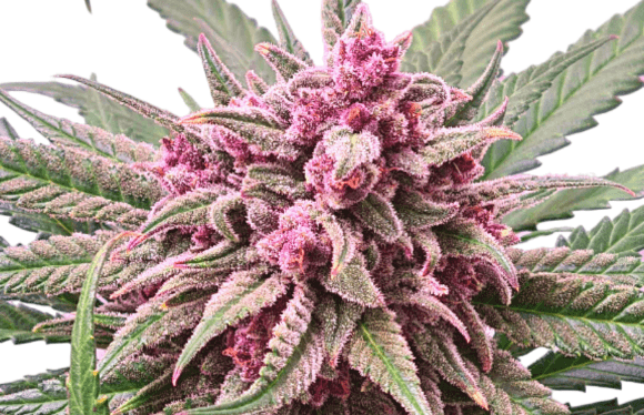 Bubba Kush - Imagem 3