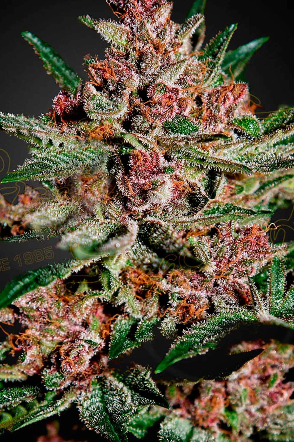 Bubba Kush - Imagem 4