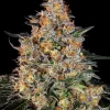 Bubba Kush – Foto.Feminizada – Pack com 3 Unidades – Santa Semente