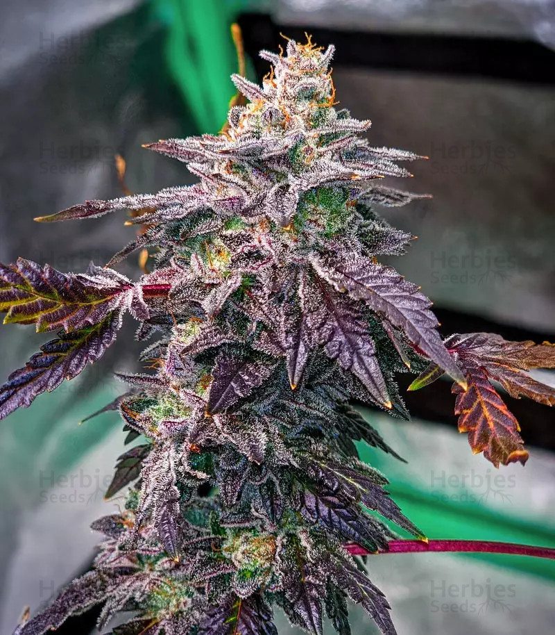 Bubba Kush - Imagem 5