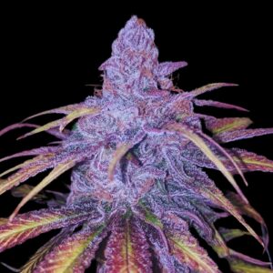 Cherry Punch – Foto.Feminizada – Pack com 3 Unidades – Santa Semente