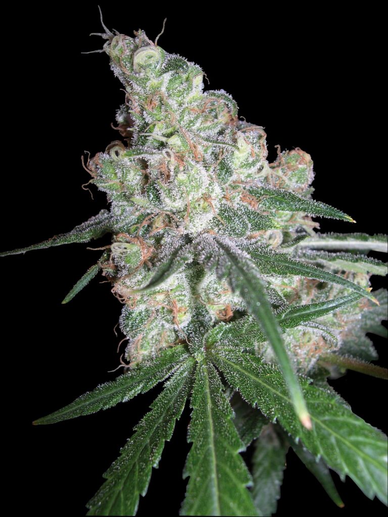 Chocolope - Imagem 3