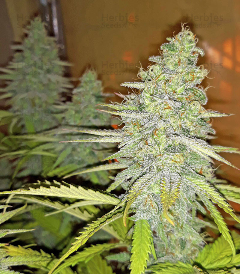 Chocolope - Imagem 2