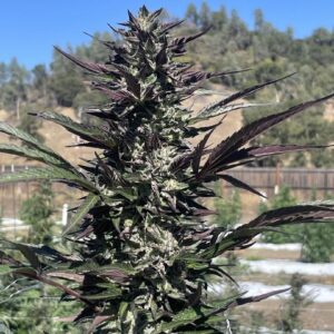 Daily Operations — “Fotoperiodo Feminizada” - Purple City Genetics (American Graffiti Collection)