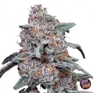 Grape Dulce x Honey Banana