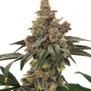 Gushi — “Fotoperiodo Feminizada” - Purple City Genetics (Archive Collection)