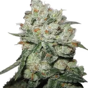 PRETA KUSH- Fotoperíodo Feminizada  - LatitudSurSeeds