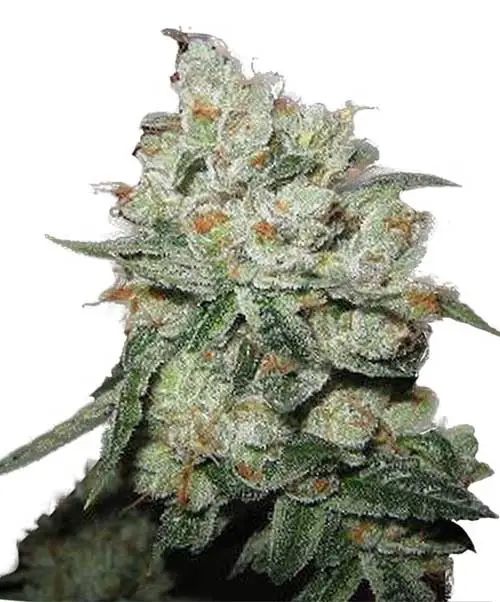 PRETA KUSH- Fotoperíodo Feminizada - LatitudSurSeeds