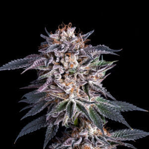 Obama OG - Fotoperíodo Feminizada  - LatitudSurSeeds