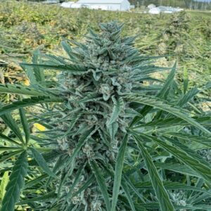 Pink Grizzels — “Automatica Feminizada” - Purple City Genetics (American Graffiti Collection)