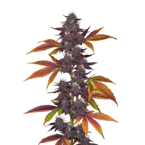 Purple Kush CBD