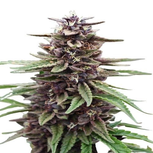 Purple Kush CBD - Imagem 2