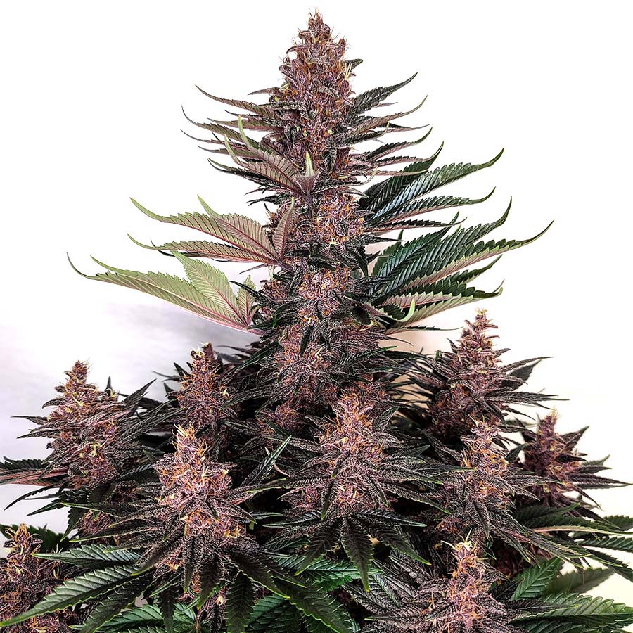 Purple Kush CBD - Imagem 3