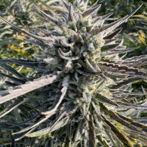 Scribbles — “Automatica Feminizada” - Purple City Genetics (Archive Collection)