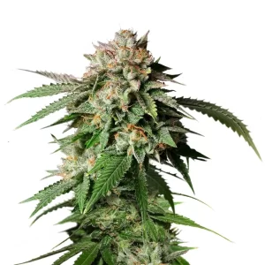Sour Tropicana - Fotoperíodo Feminizada  - LatitudSurSeeds