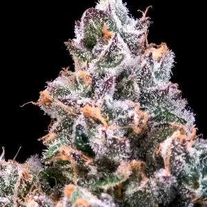 Space Station — “Fotoperiodo Feminizada” - Purple City Genetics (American Graffiti Collection)