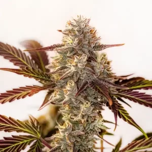 Watermelon x Zkittlez