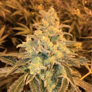 Zallah Bread x Honey Banana