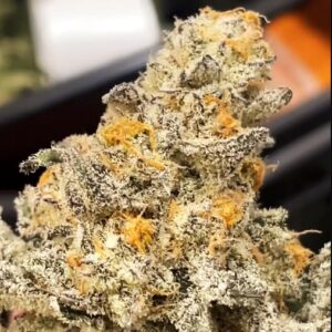 Chomsky — “Fotoperiodo Feminizada” - Purple City Genetics (American Graffiti Collection)