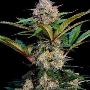 CRITICAL CARAMEL - Automatica - LatitudSurSeeds