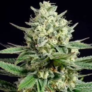 WIDONESIA - Fotoperíodo Feminizada  - LatitudSurSeeds