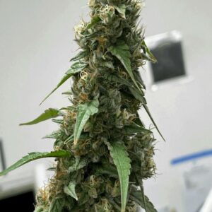 Estefan  — “Fotoperiodo Regular” – Purple City Genetics ('87 Collection)