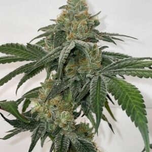 Fez -  “Fotoperiodo Feminizada” – Purple City Genetics - "El Krem Collection"