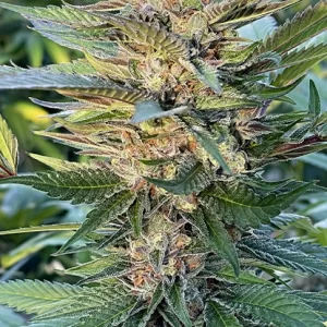 Gelatto 2020 - Fotoperíodo Feminizada  - LatitudSurSeeds