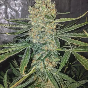 GG#4 - Automatica Feminizada  - LatitudSurSeeds