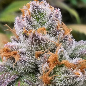 Habibi — “Fotoperiodo Feminizada” - Purple City Genetics (El Krem Collection)