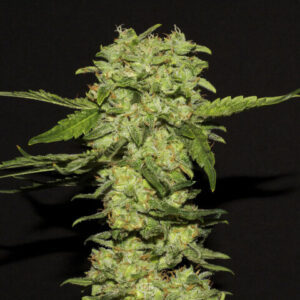 Mango Daddy - Fotoperíodo Feminizada  - LatitudSurSeeds