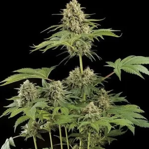 SUPER MOBY DICK - Fotoperíodo Feminizada - LatitudSurSeeds