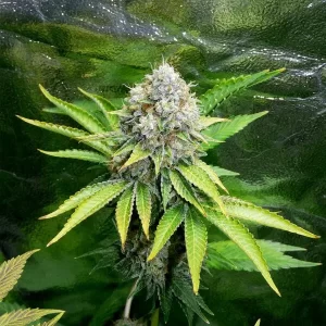BARBARA KUSH - Fotoperíodo Feminizada - LatitudSurSeeds