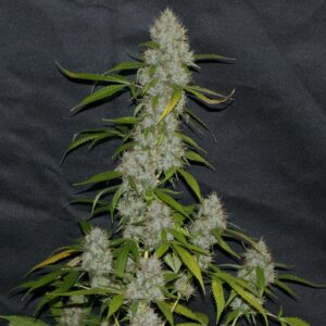 Orange Larry - Fotoperíodo Feminizada  - LatitudSurSeeds