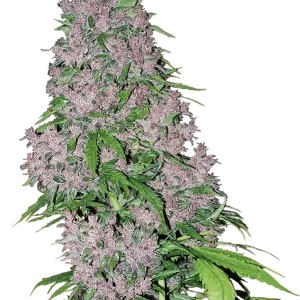 Purple Punch