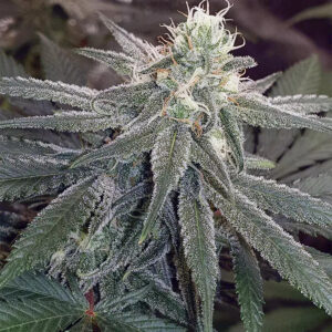 Wedding Cake - Fotoperíodo Feminizada  - LatitudSurSeeds
