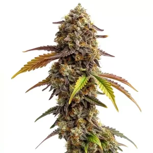 Tangie Sunset - Fotoperíodo Feminizada  - LatitudSurSeeds