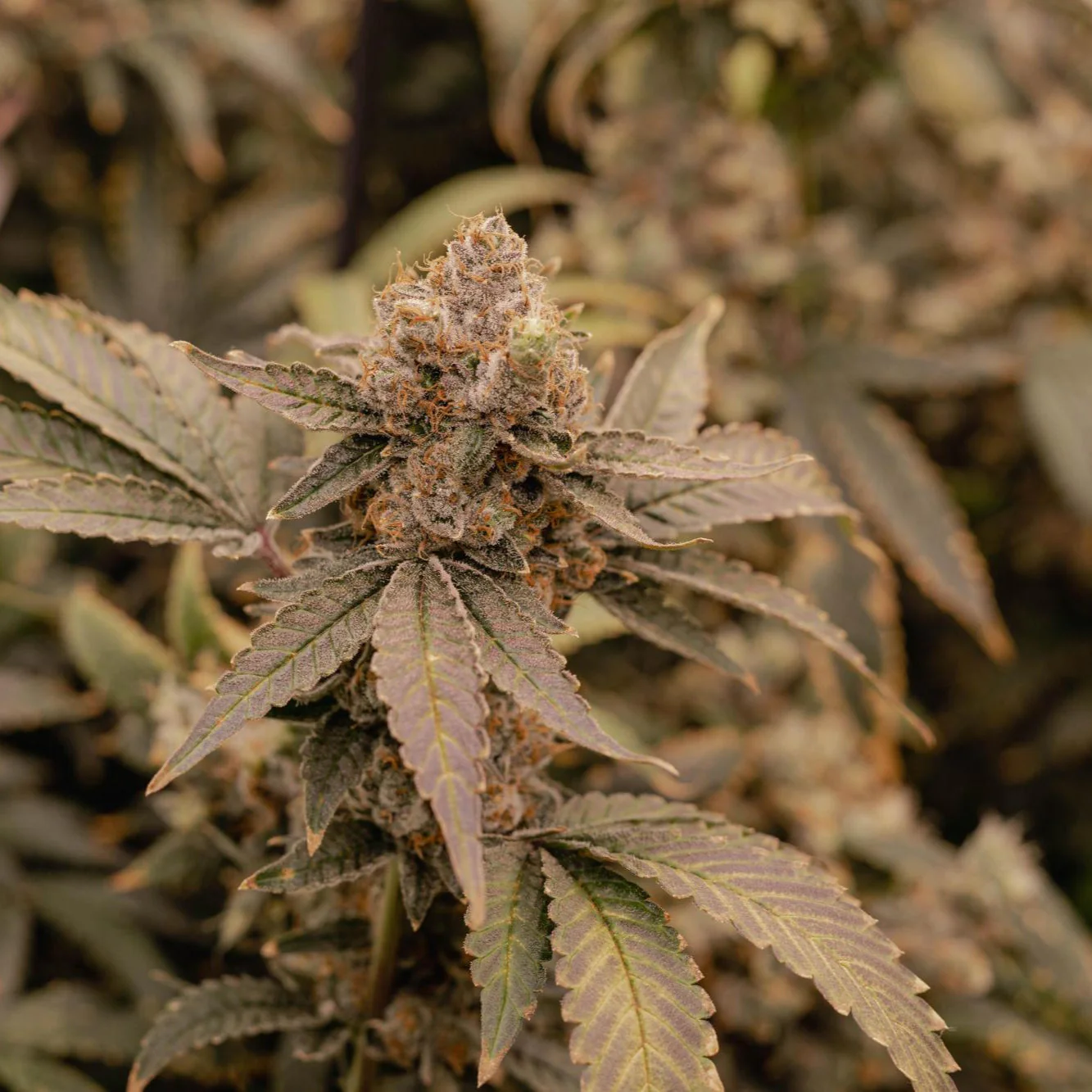 Altai CBD - Imagem 4